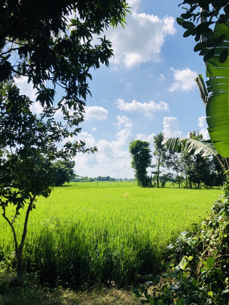 Green field at the edge of some forest.