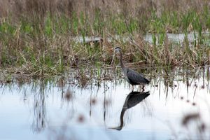 A Great Blue Heron fishing at Montezuma Wildlife Refuge, Seneca Falls, New York, USA