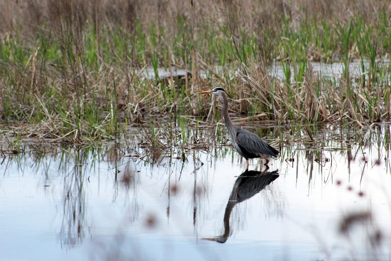 A Great Blue Heron fishing at Montezuma Wildlife Refuge, Seneca Falls, New York, USA