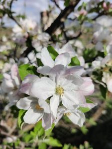 Almond blossom