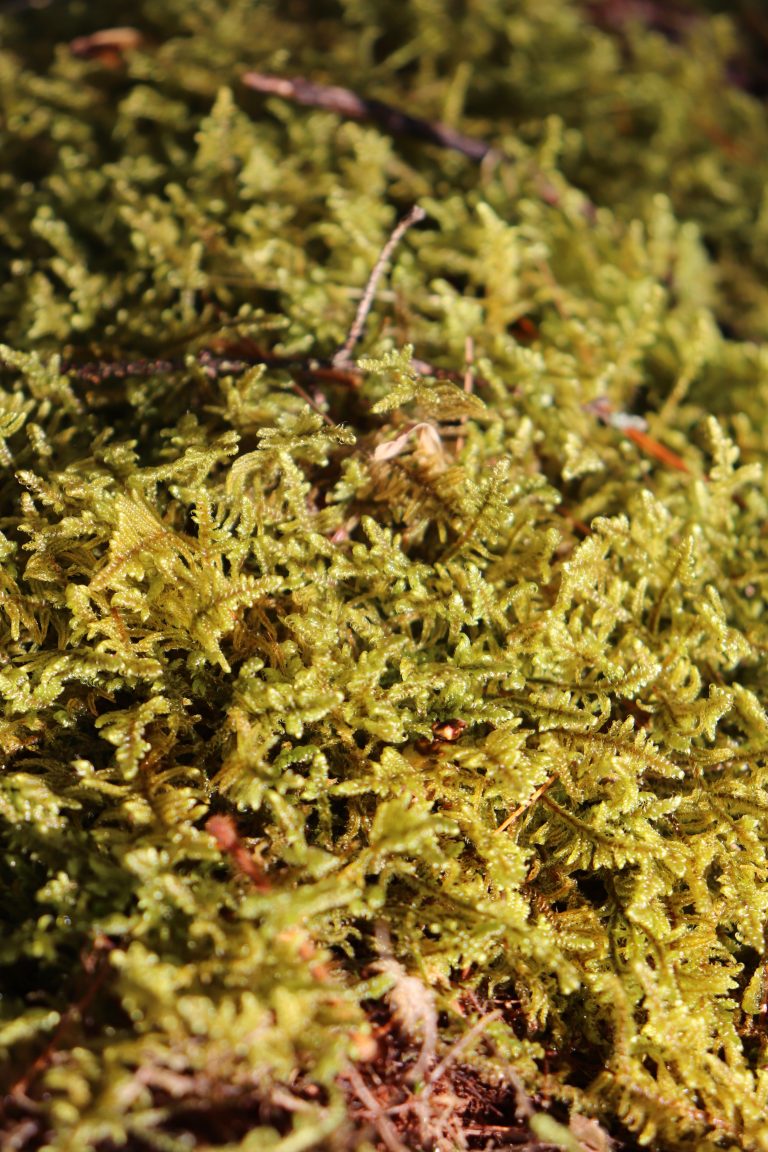 Moss at Caledonia State Park