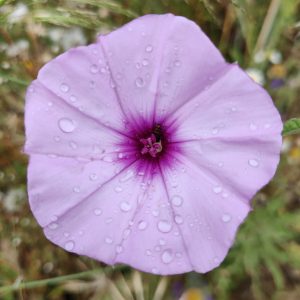 Purple Petunia
