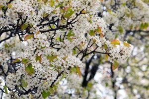 Crabapple blossoms at Durand Eastman Park (named after Kodak founder George Eastman) in Rochester, New York, USA.