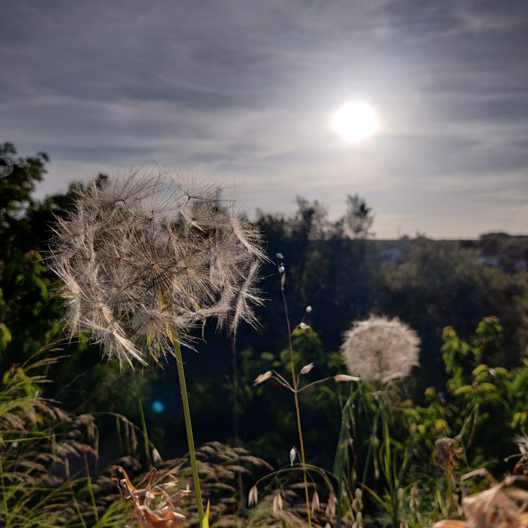 Dandelions in a valley