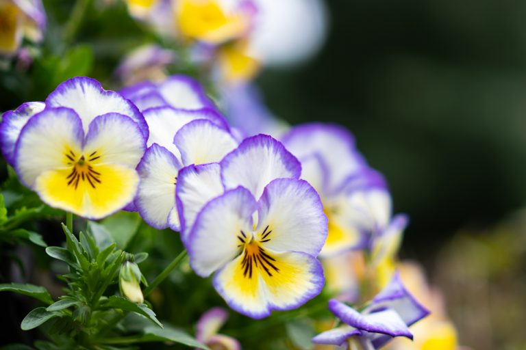 Pansy with yellow, purple, white petals