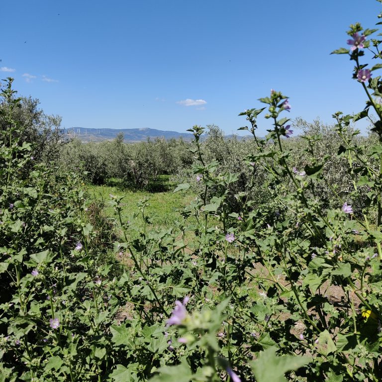 Green valley with trees