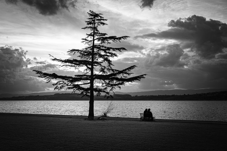 A lone tree with a couple sitting on a bench beside it at the shore of lake Murten/Morat, Switzerland