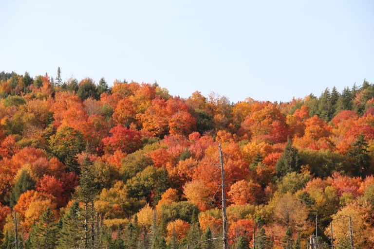 autumn foliage, Adirondacks, New York, USA