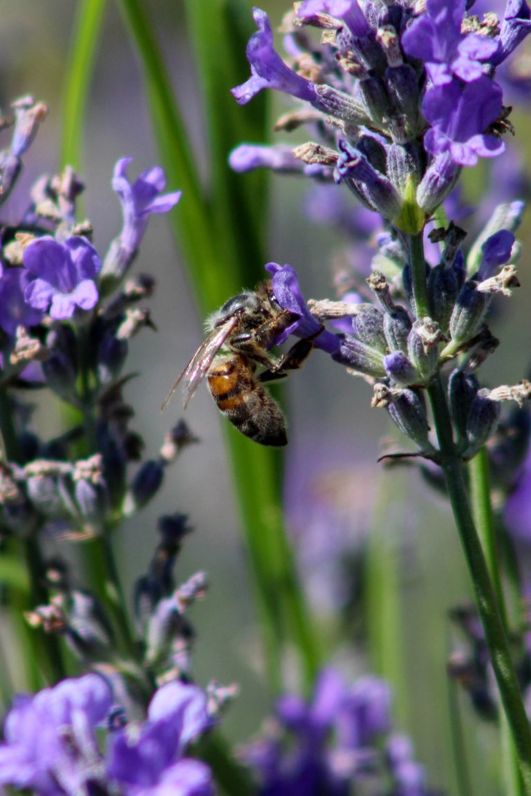 honey bee, bee, lavender, olfactory farms, red creek, New York, USA