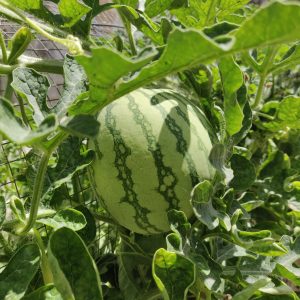 Watermelon's plant