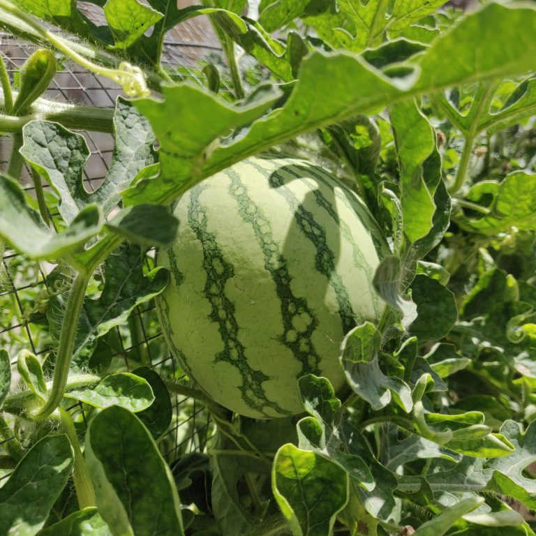 Watermelon’s plant