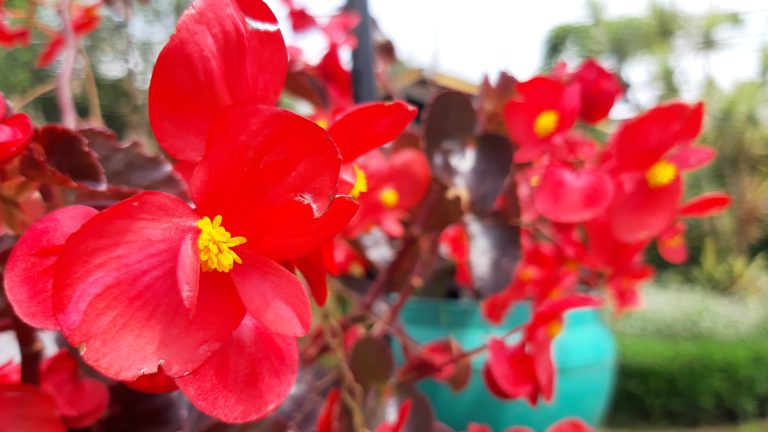 Photo of red flowers in Lembang, Bandung, West Java, Indonesia