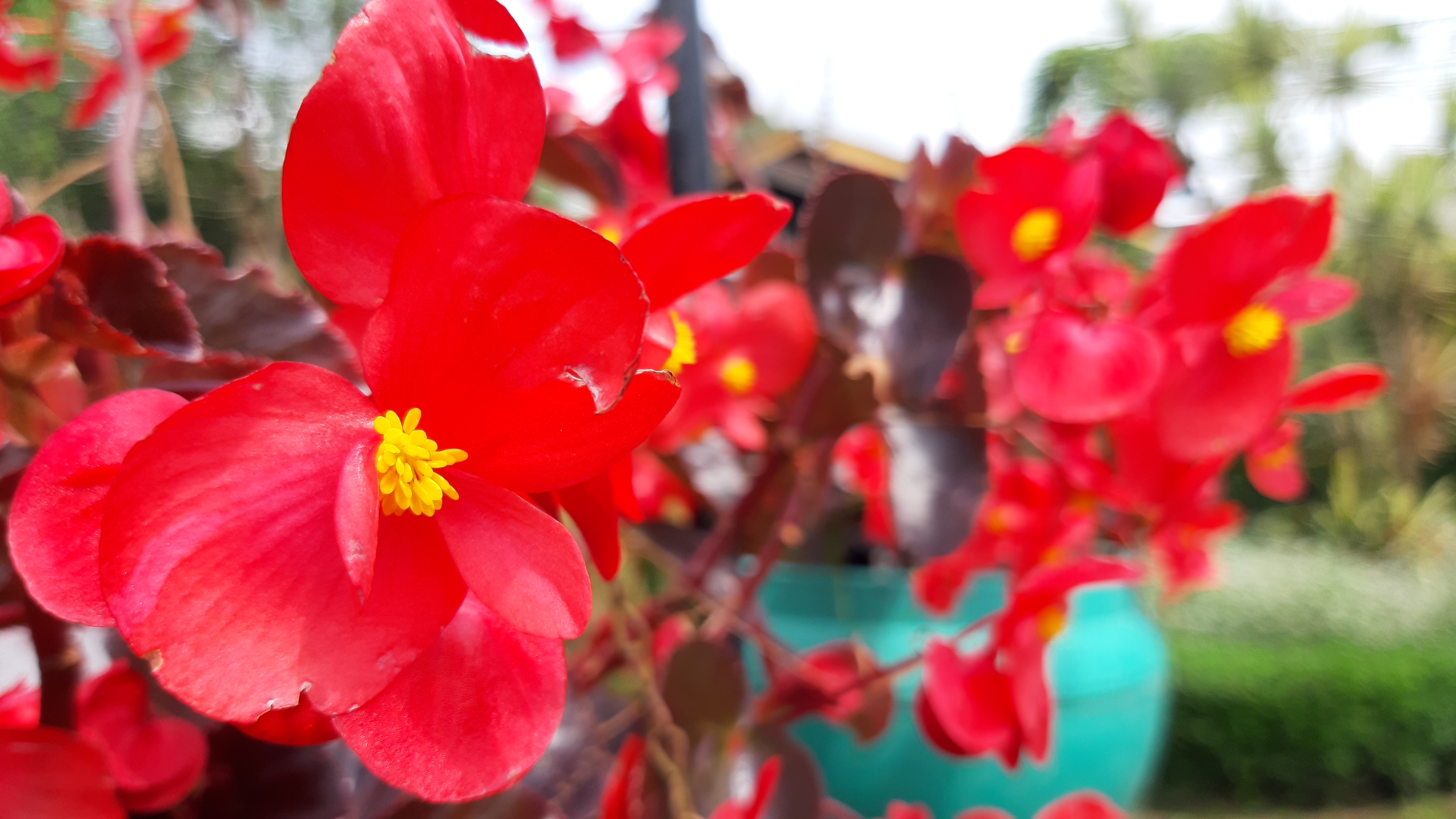 Photo of red flowers in Lembang, Bandung, West Java, Indonesia