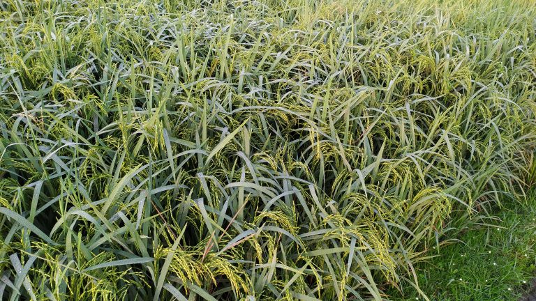 Green Paddy Field