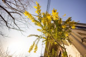 Springtime in Tokyo brings blooming mimosa flowers, adding bright yellow bursts of color to the town.
