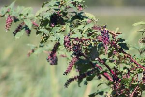 berries, rochester, new york, usa