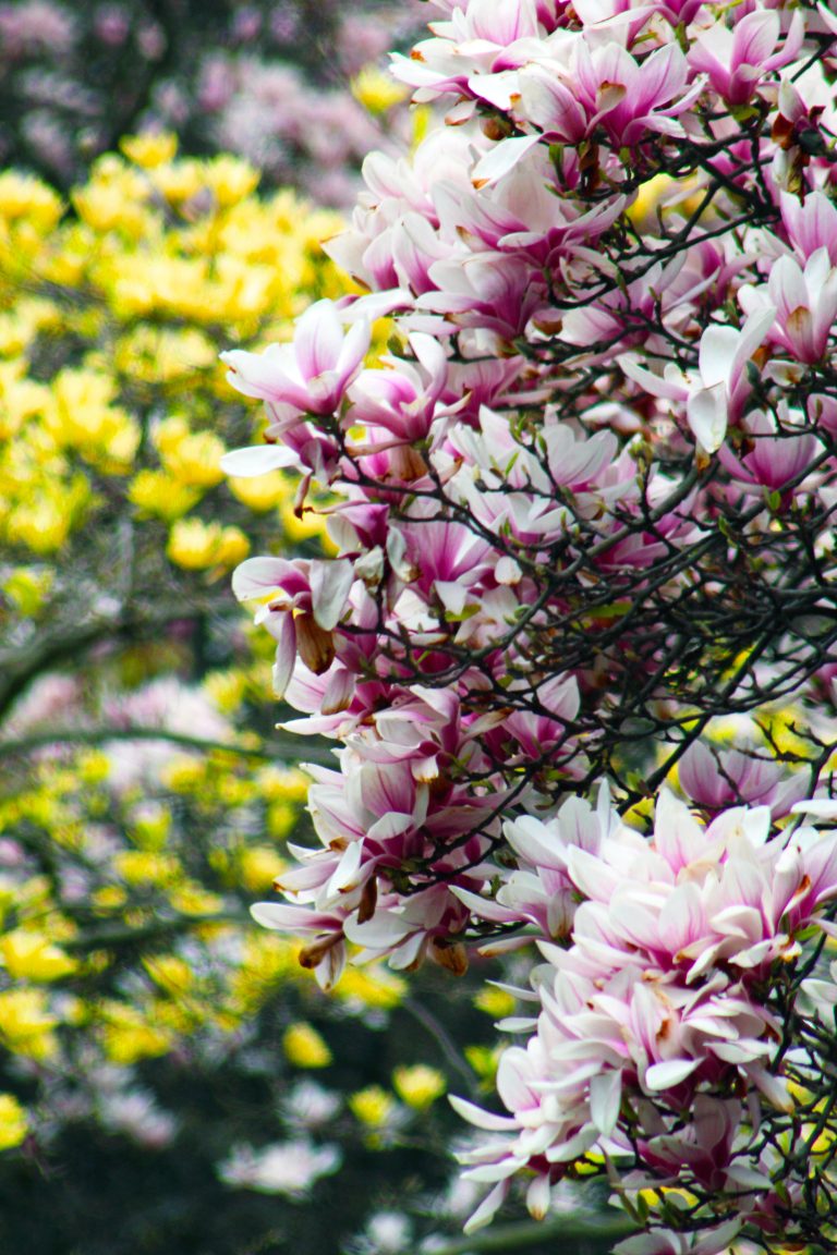 Pink and White Magnolia Flowers in a grove of Magnolia Trees at Durand Eastman Park in Rochester, New York, USA. Durand Eastman Park is named after Greorge Eastman of Eastman Kodak Company.