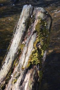 Mossy tree stump at Caledonia State Park