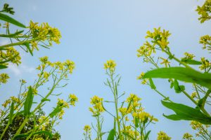 Yellow flower with sky background