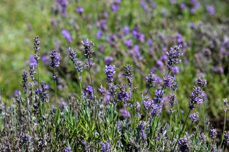 bees, lavender, olfactory farms, red creek, New York, USA