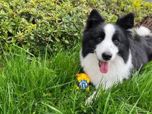 Animal and Wapuu Wallpaper Collection: Wapuu and sisi (my puppy) on the green grass