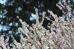 flowering bush