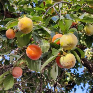 Rosewood fruit on a tree