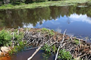 beaver dam, Saranac Lake, Adirondacks, New York, USA