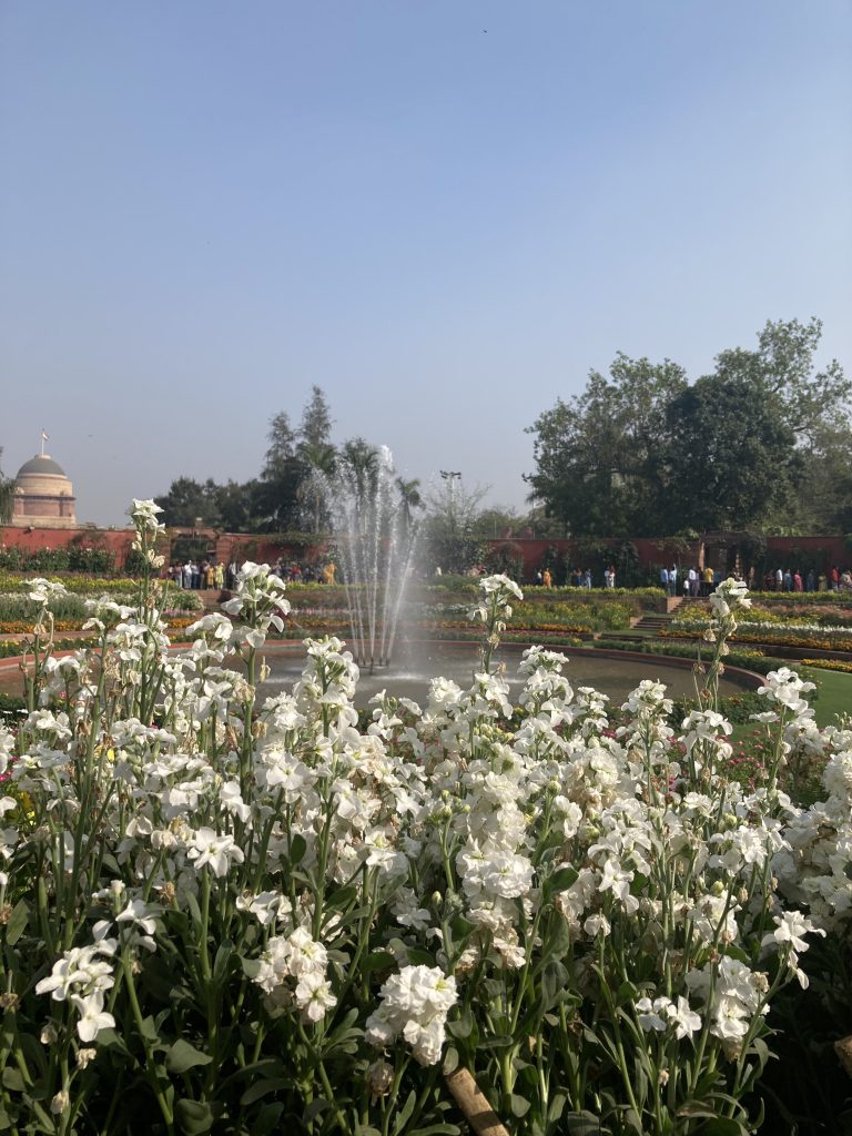 White flowers in a garden with fountain behind