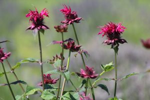 View larger photo: flowers, olfactory farms, red creek, New York, USA