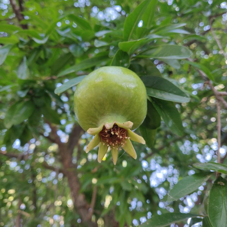 A green pomegranate in a tree