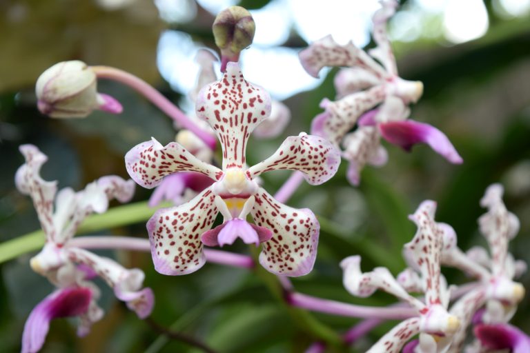 Vanda Tricolor – Orchid