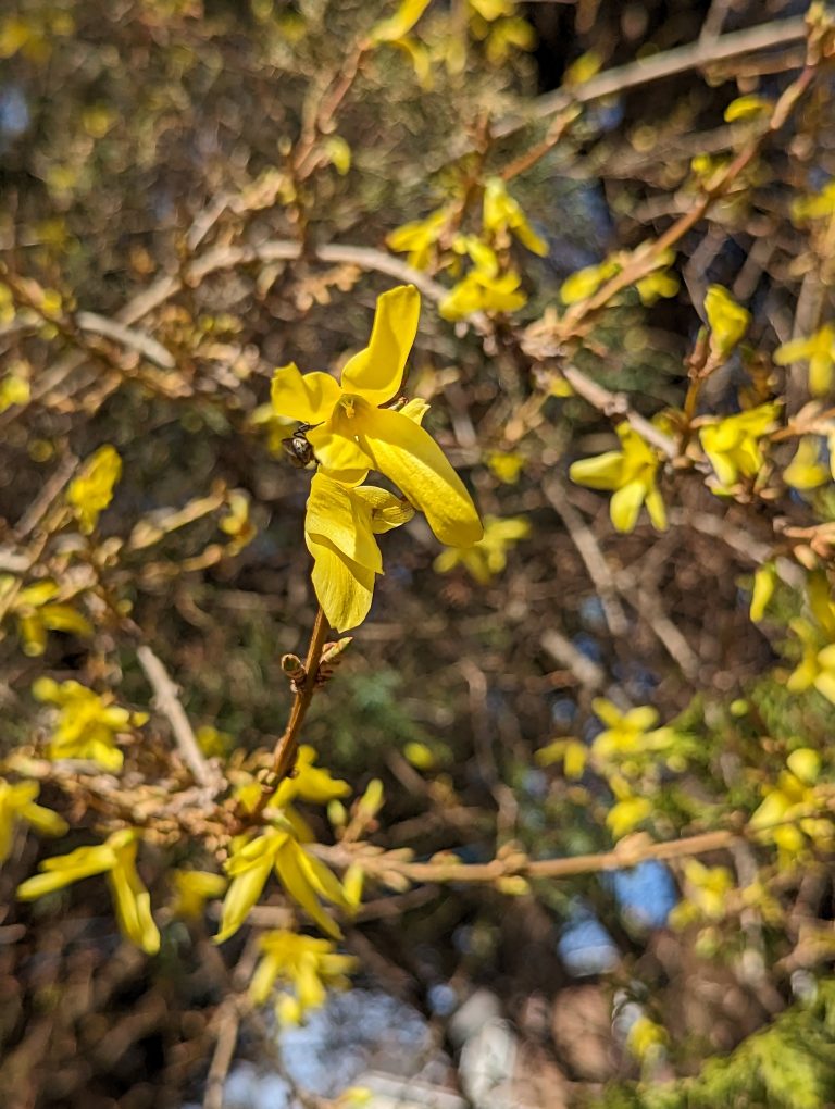 The small yellow flowers that just started growing