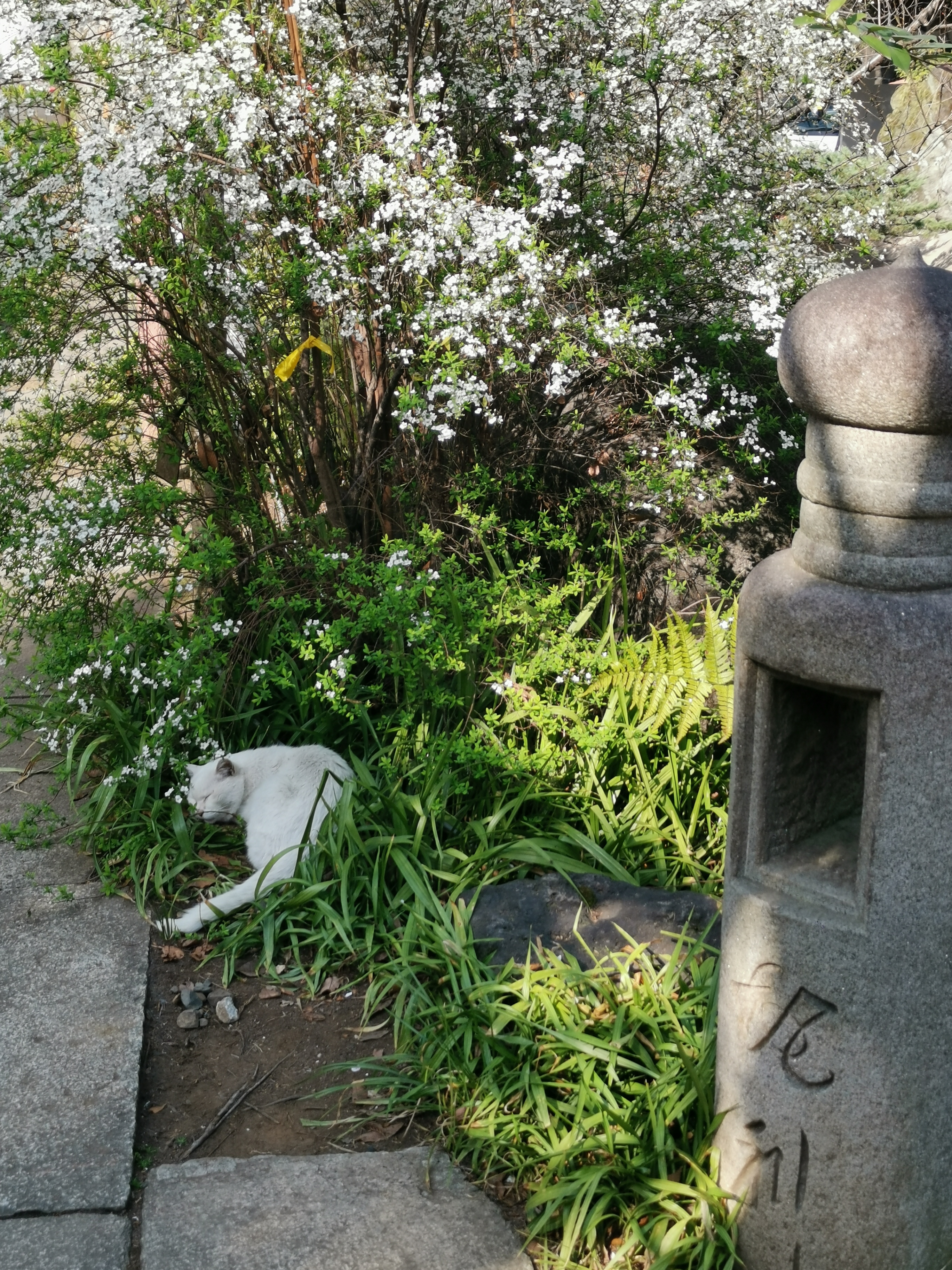 A guardian Japanese cat at Atago Shrine in Tokyo.