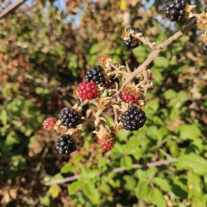 Blackberry plant