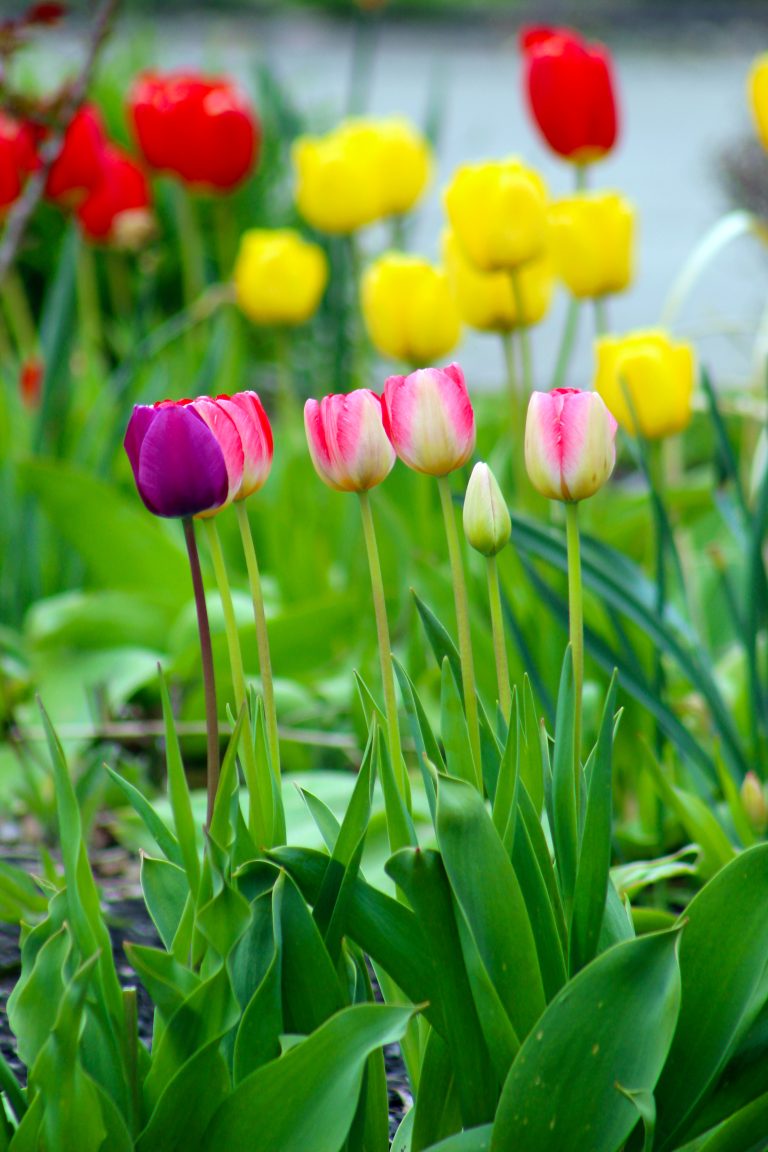 Multi-colored tulips at the Ontario Beach State Park, Rochester, New York, USA where the Genesee River meets Lake Ontario