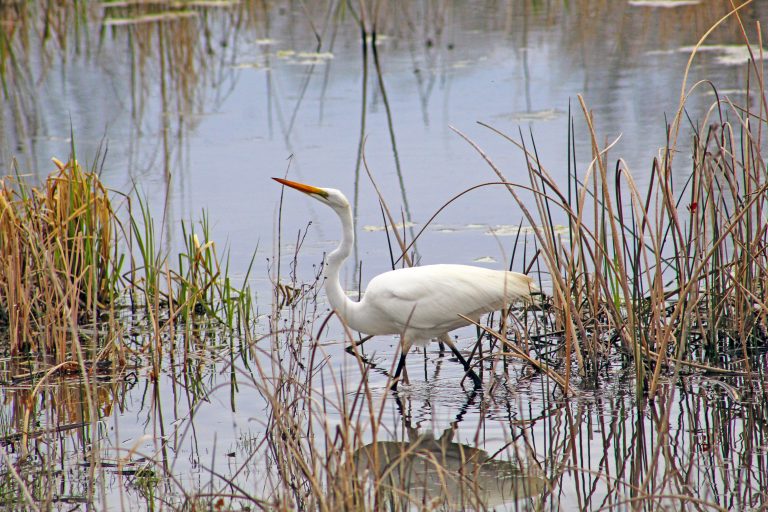 A Great Snowy Egret fishing at Montezuma Wildlife Refuge, Seneca Falls, New York, USA