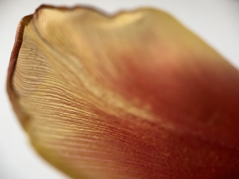 Tulip petal curling up