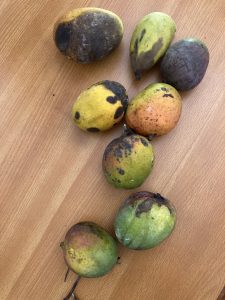 Rotten Mangoes
