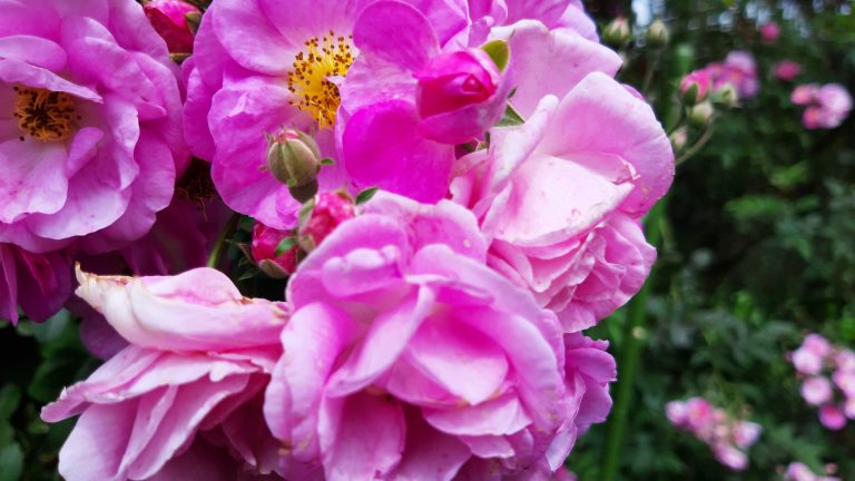 Photo of purple flowers in Bandung, West Java, Indonesia