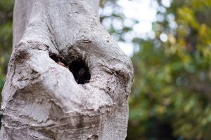 Tree hollow
