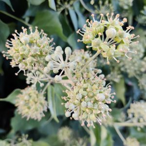 Flower buds