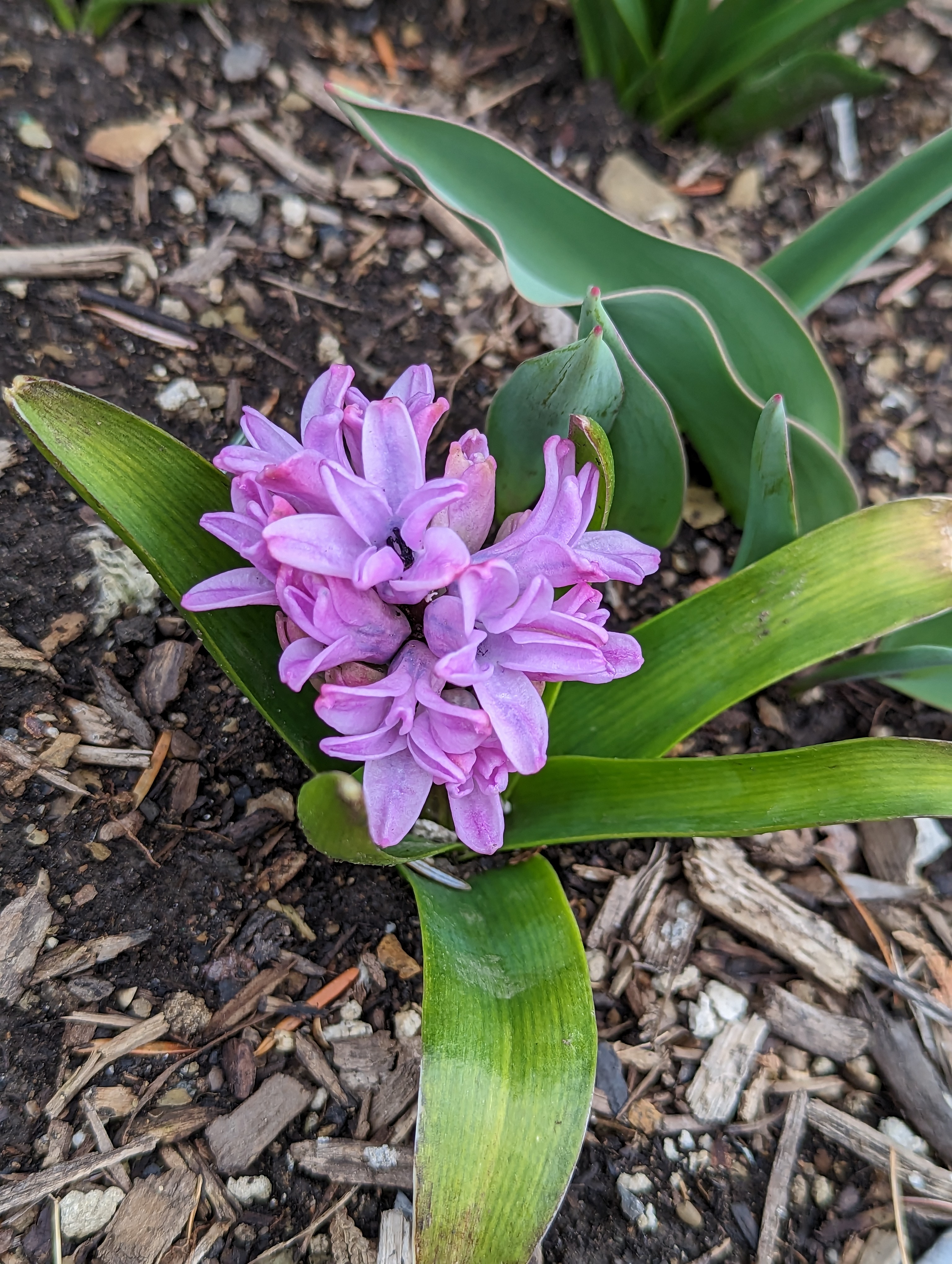 Pink flowers that are just sprouting