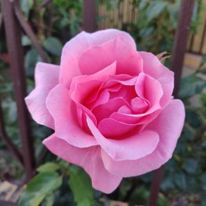 Pink rose