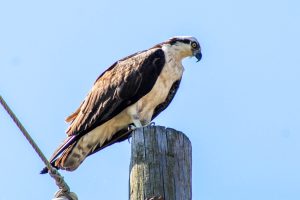 Osprey surveying the area in Sodus Point, New York, USA