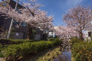 Spring streams with cherry blossoms in Tokyo feel a calm, perfect for relaxing and enjoying the beauty of nature.