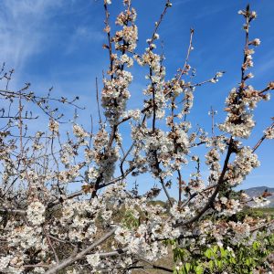 Almond blossoms