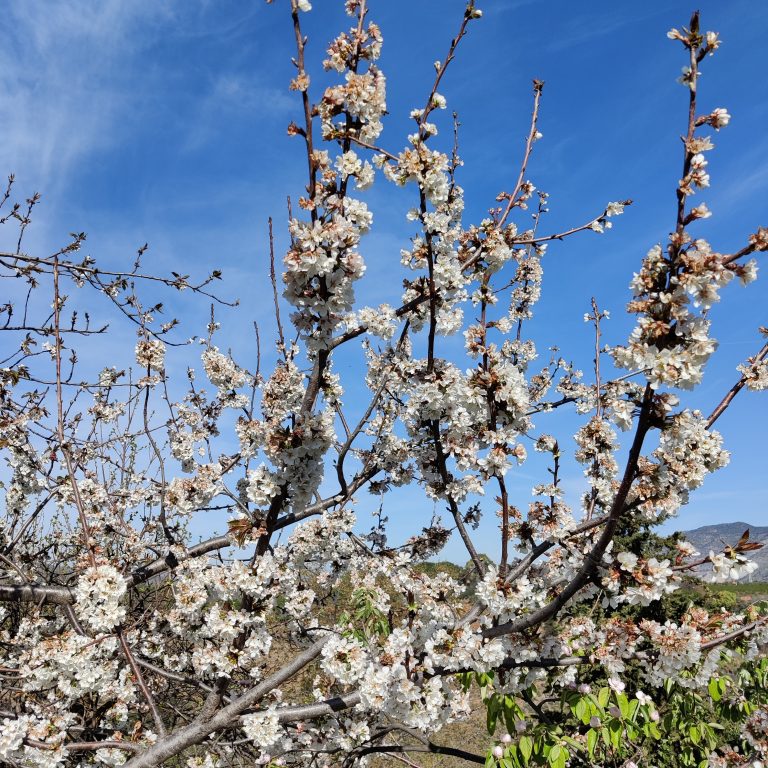 Almond blossoms