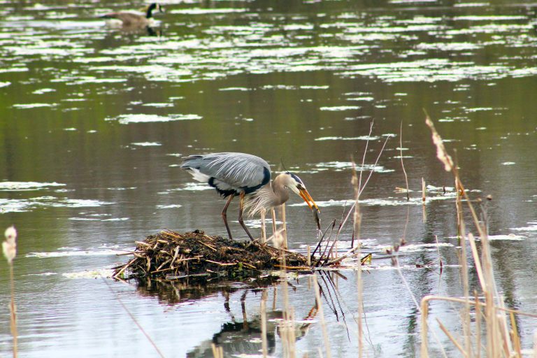 Great Blue Heron catching a fish at Montezuma Wildlife Refuge, Seneca Falls, New York, USA