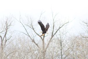 An eagle in flight with a fish in its talons. Tags: eagle, fish, Montezuma Wildlife Refuge, Seneca Falls, New York, USA